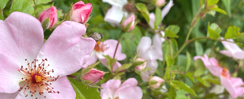 GLÜCK YOGA - Achtsamkeit, Achtsamkeitstraining, Reutlingen, Tübingen - Gabriele Glück